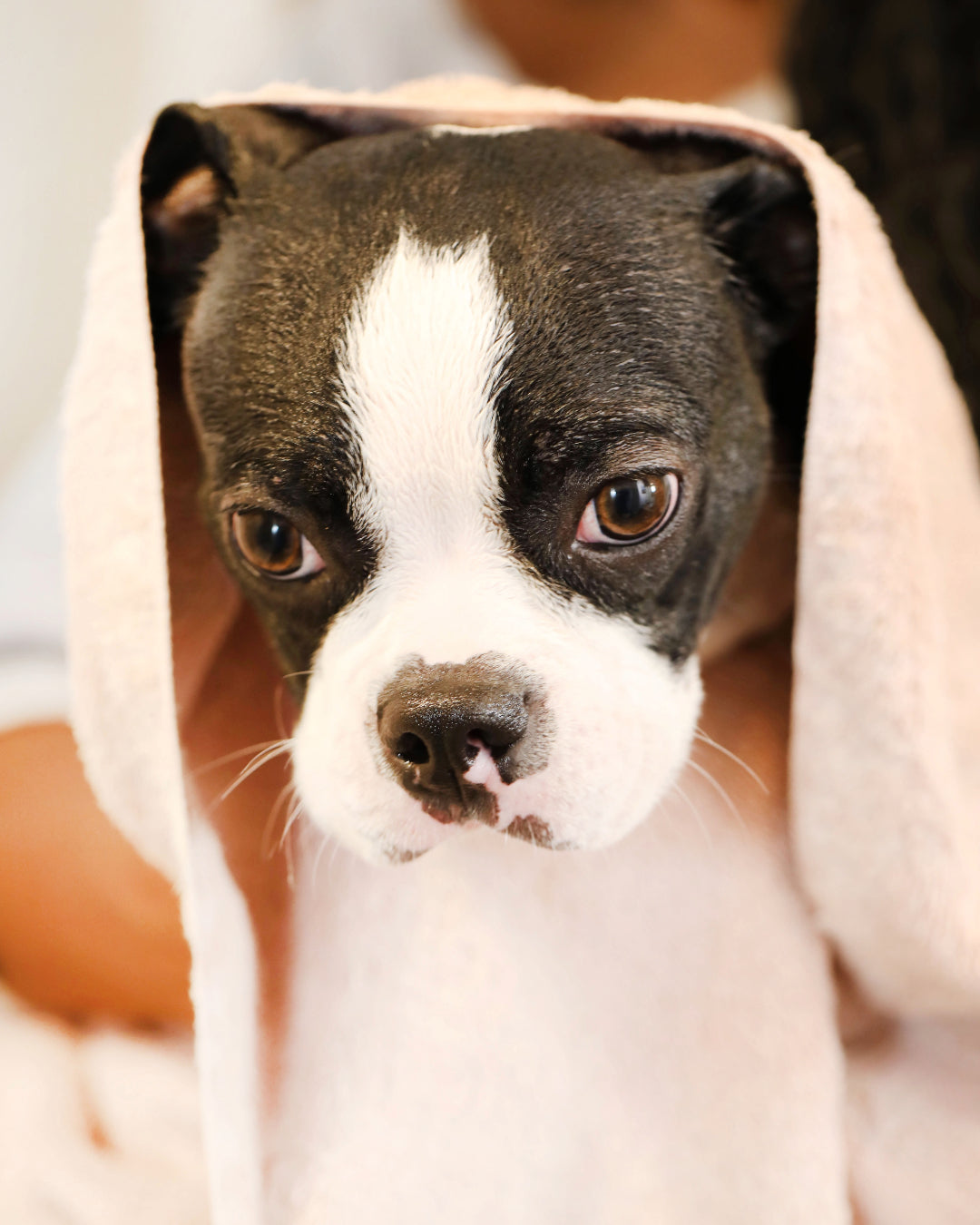 Dog in towel after bath